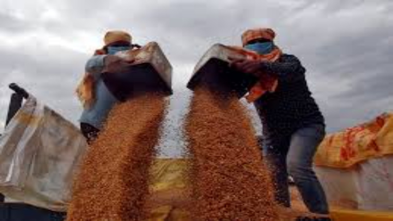 pakistan, wheat