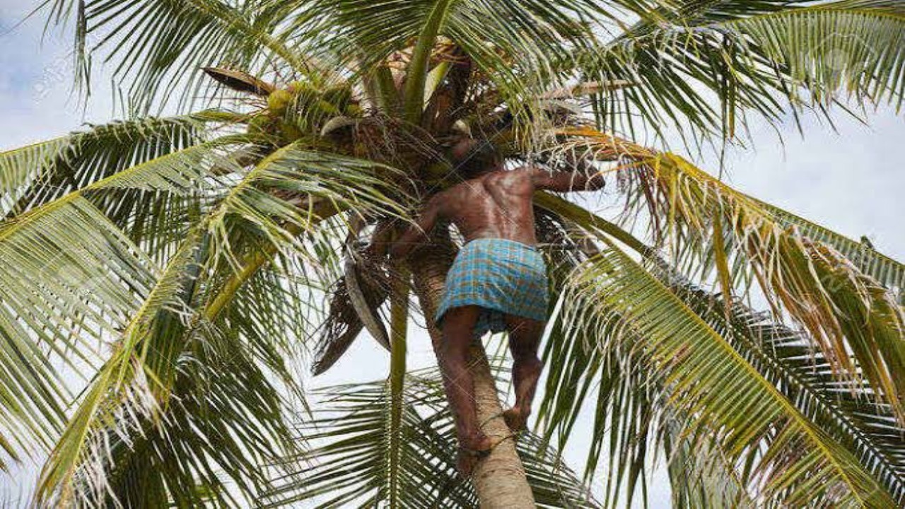 Coconut Climber